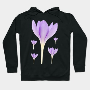 Crocus goulimyi   AGM  Autumn flowering crocus Hoodie